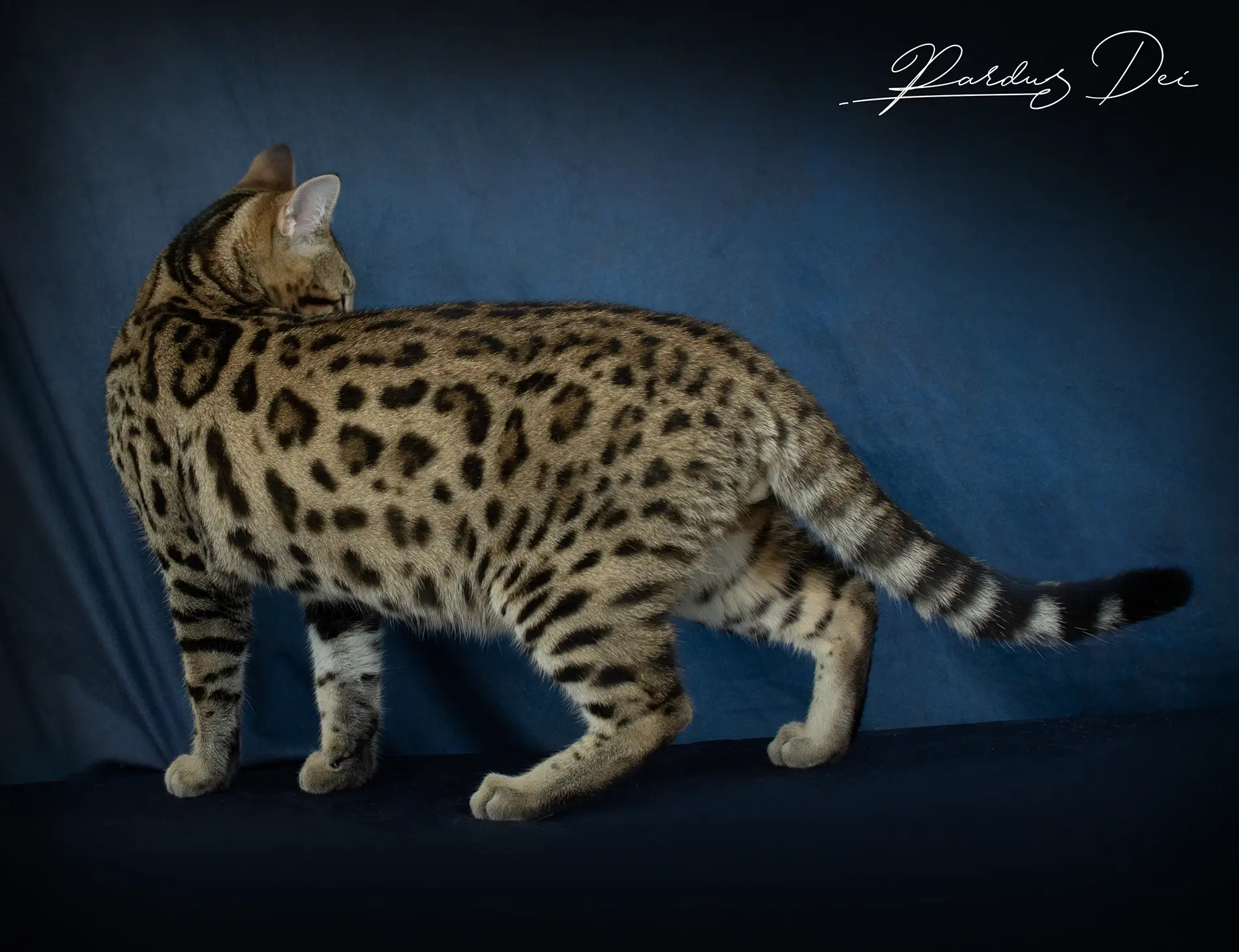 chat bengal